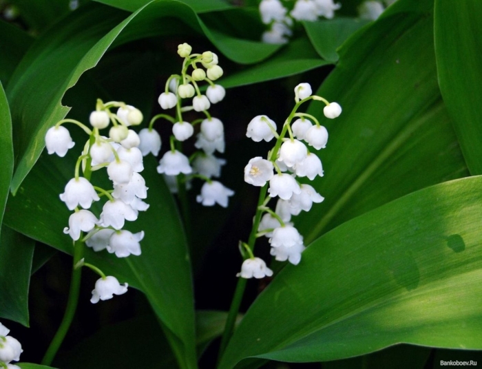 Королевский ландыш купена