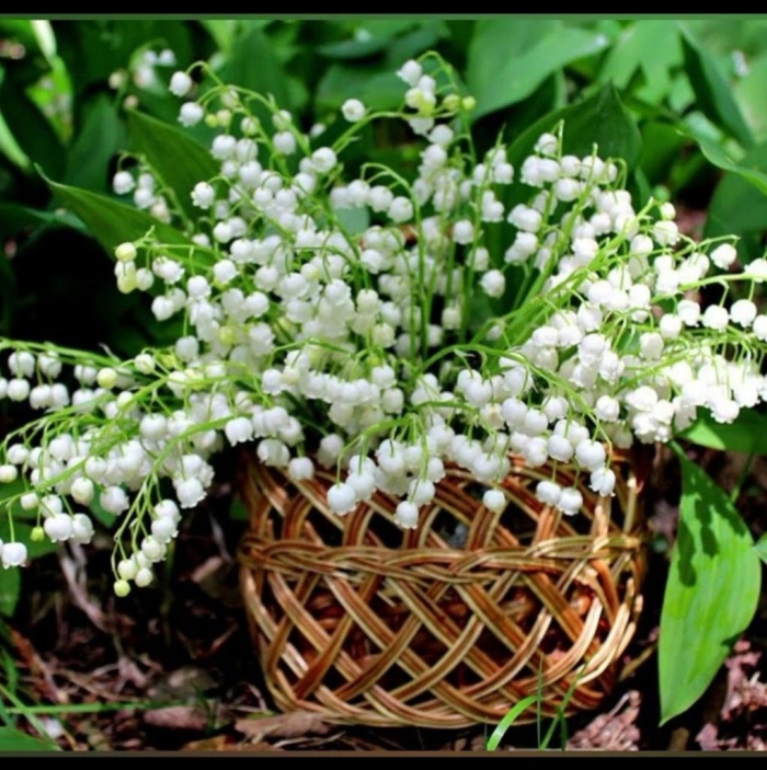 Открытка ландыши