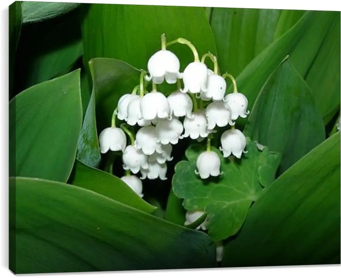 Ландыш майский