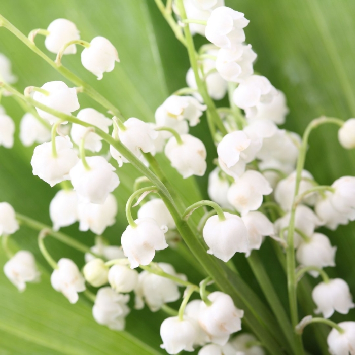 Принт ландыши