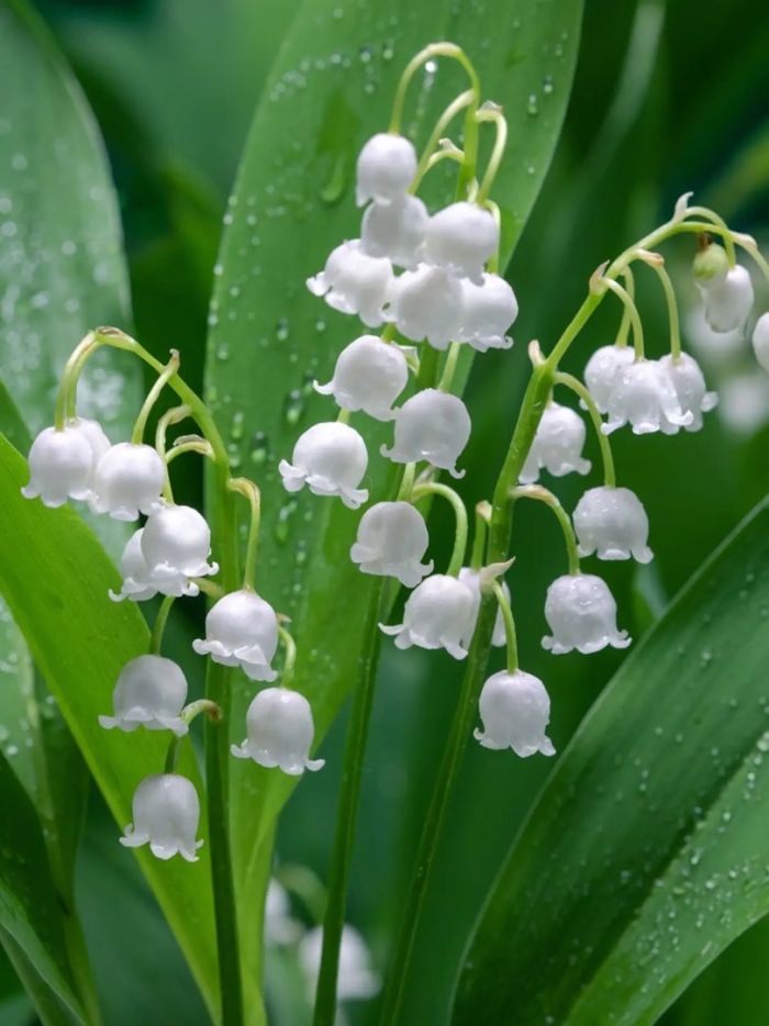 Весенние цветы ландыши