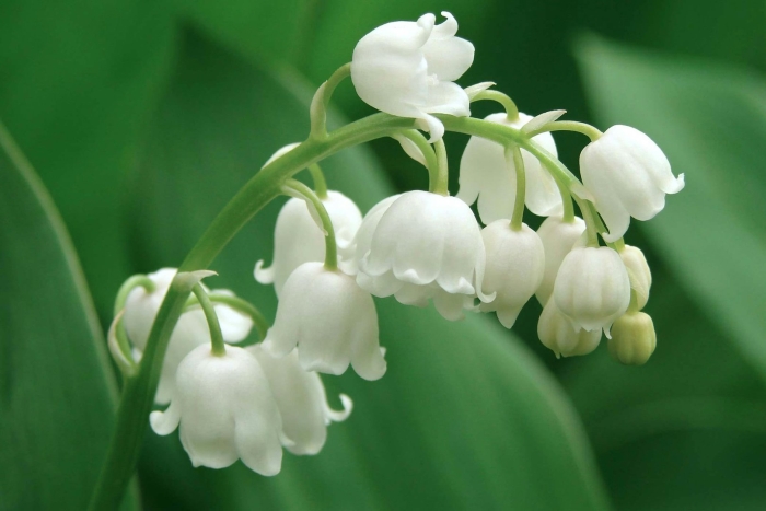 Ландыш майский convallaria majalis