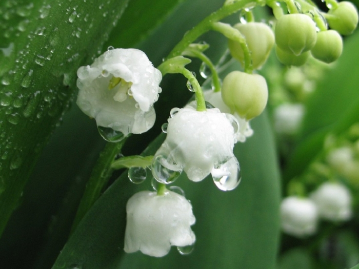 Lily of the valley
