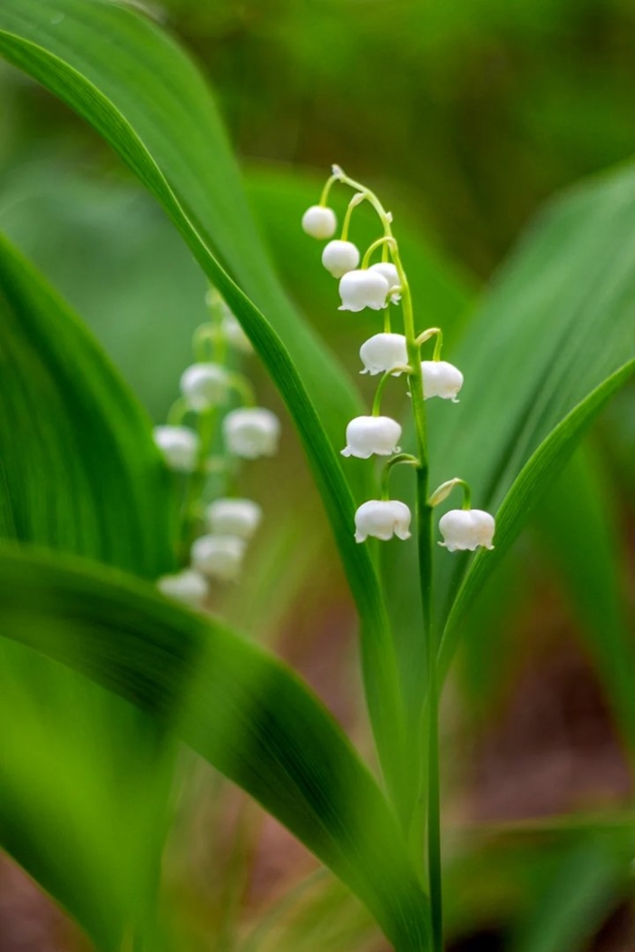 Ландыши майские