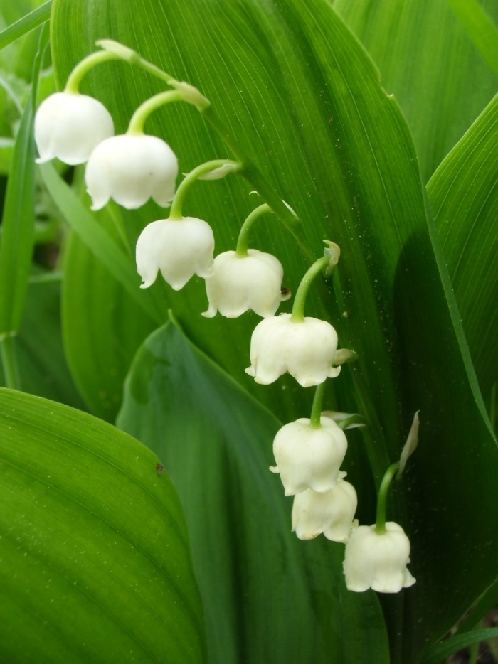 Ландыш майский convallaria majalis