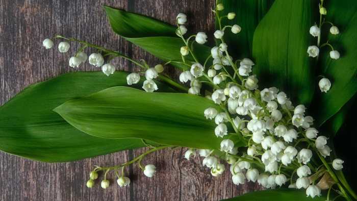 Ландыш майский convallaria majalis