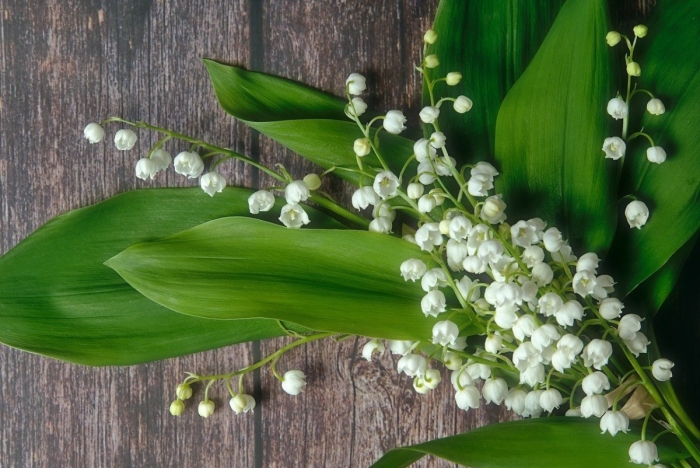 Ландыш майский convallaria majalis