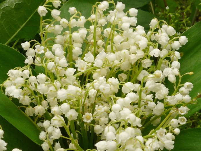 Ландыш пролификанс махровый