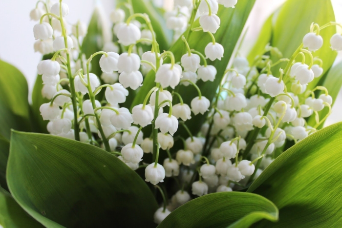 Ландыши светлого мая привет