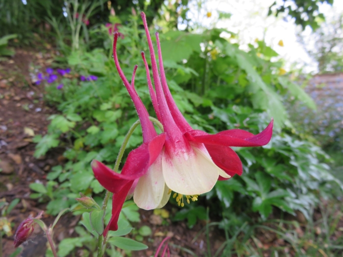 Аквилегия кримсон стар