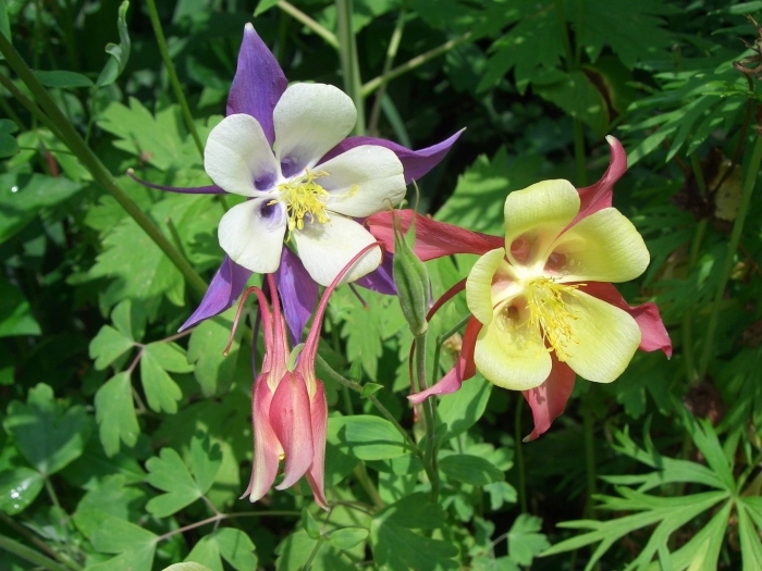 Аквилегия вееровидная