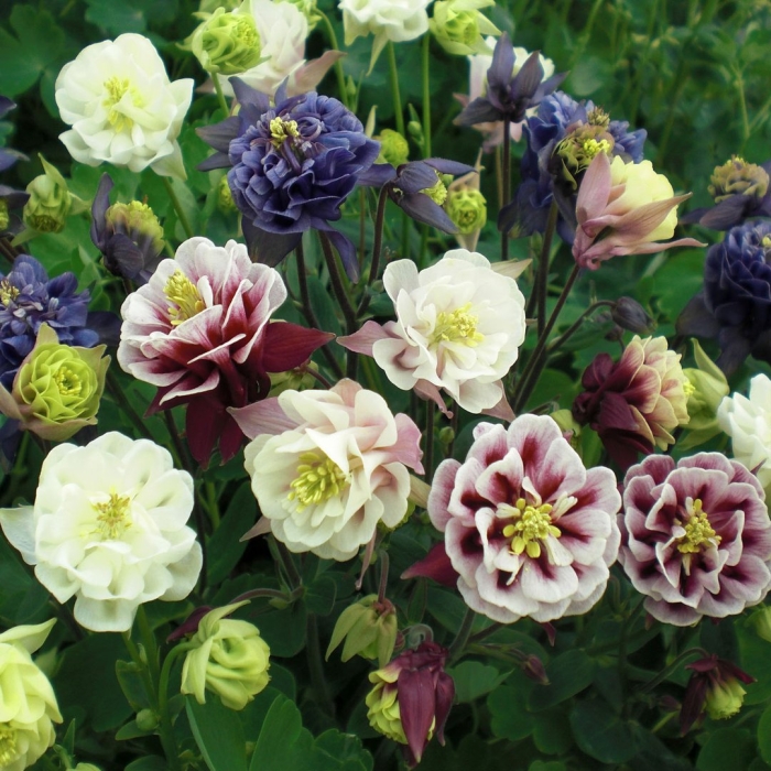 Аквилегия винки