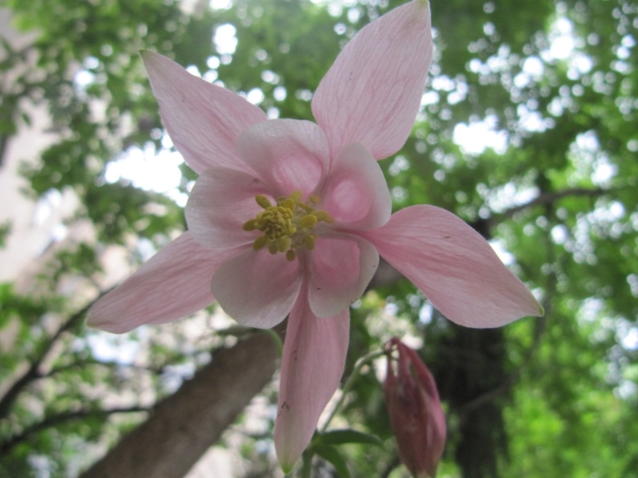 Аквилегия цветы