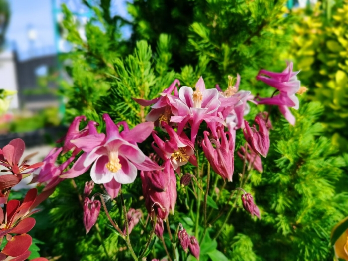 Аквилегия на клумбе