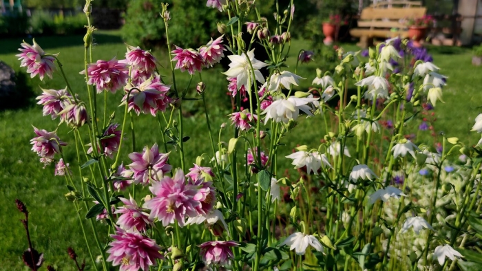 Аквилегия нора барлоу