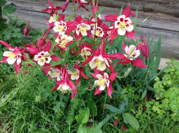 Аквилегия кримсон стар