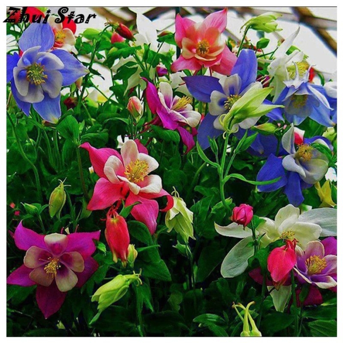 Аквилегия бидермейер