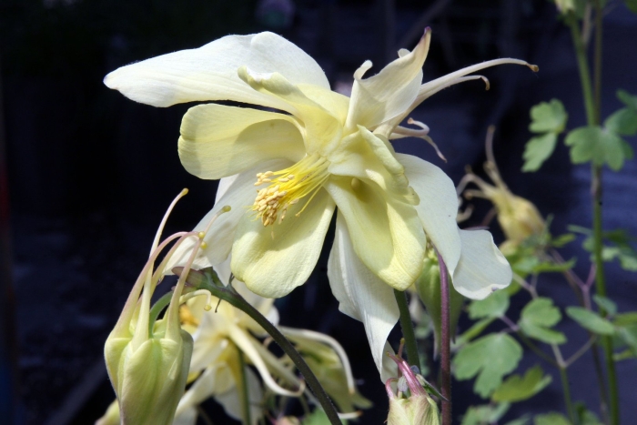 Аквилегия желтый кристалл