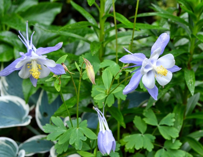 Аквилегия альпийская (aquilegia alpina)