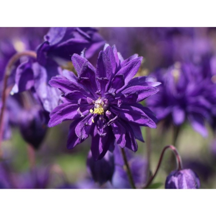 Аквилегия гибрид макканы