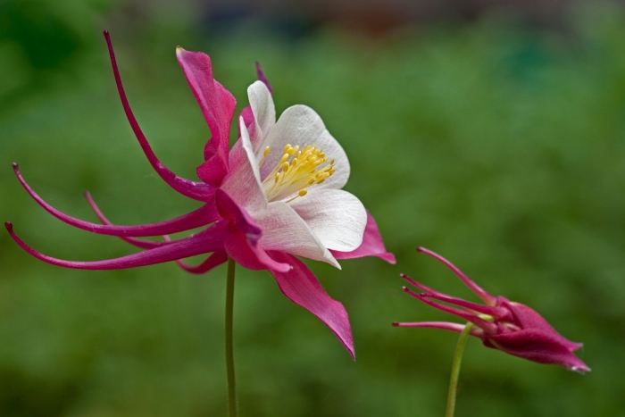 Цветок аквилегия