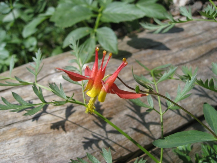 Aquilegia formosa