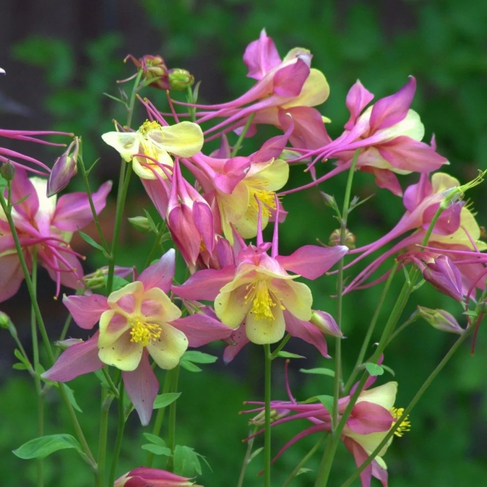 Аквилегия мак кана