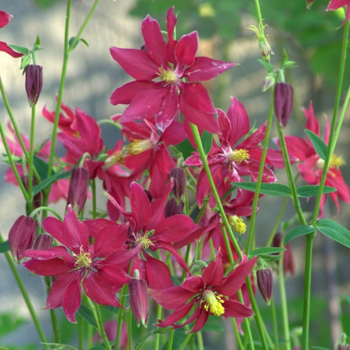 Аквилегия цветок многолетний