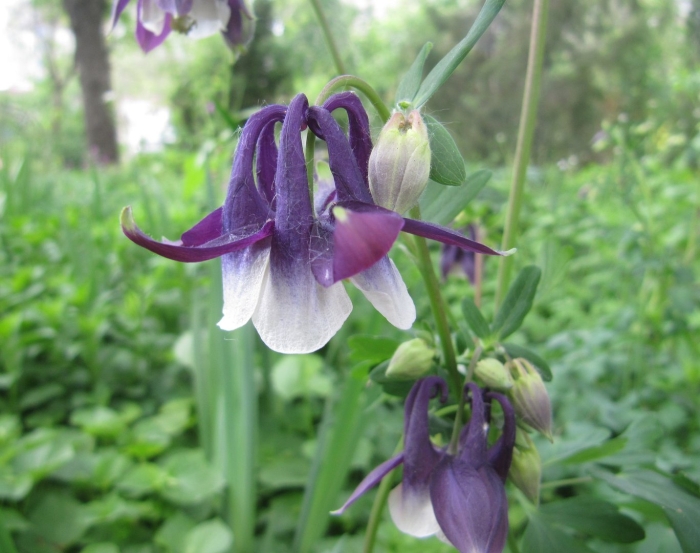 Аквилегия тауэр голубая