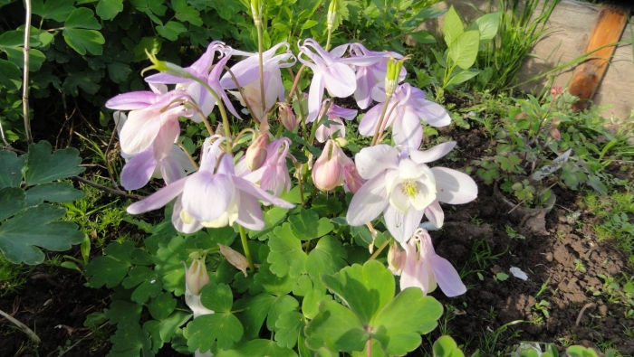 Аквилегия камео