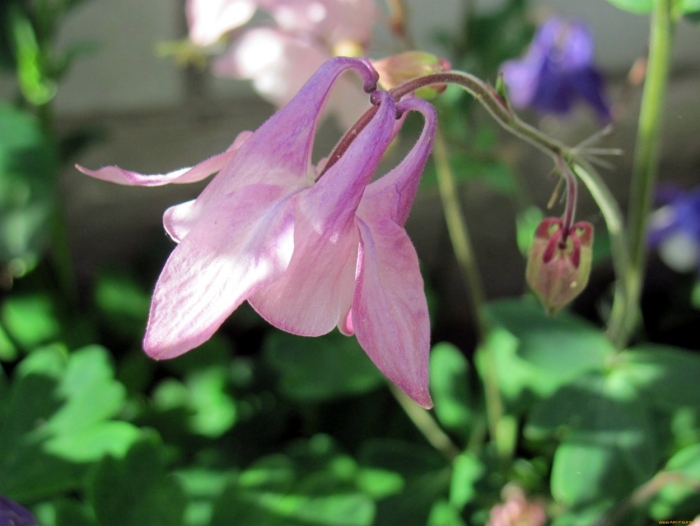 Водосбор орлик цветок розовый