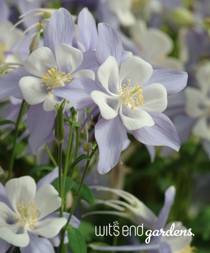 Аквилегия мистер скотт