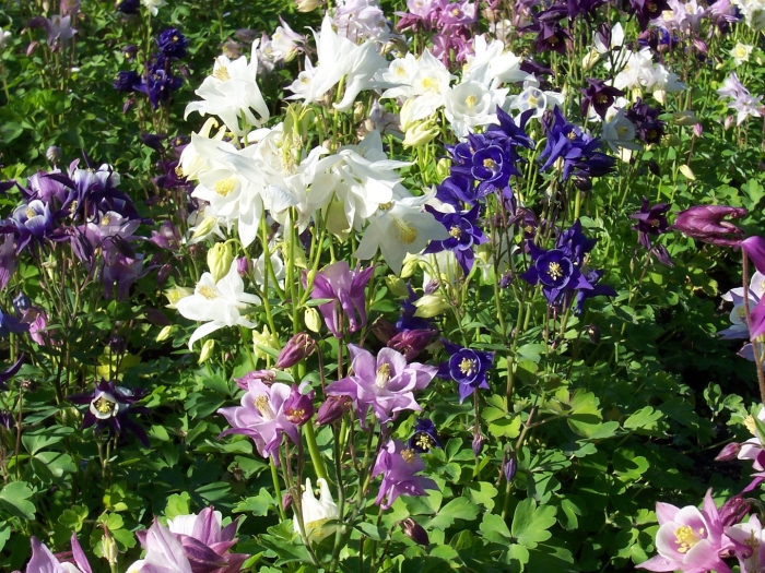 Аквилегия обыкновенная блю барлоу