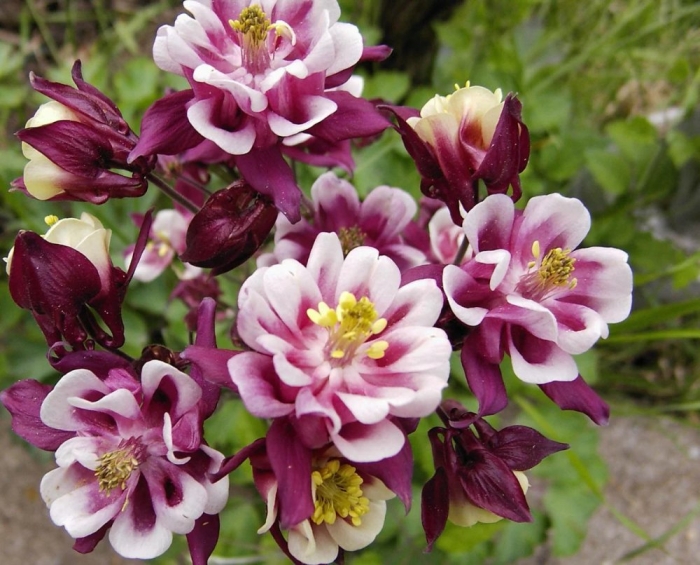 Аквилегия гибридная