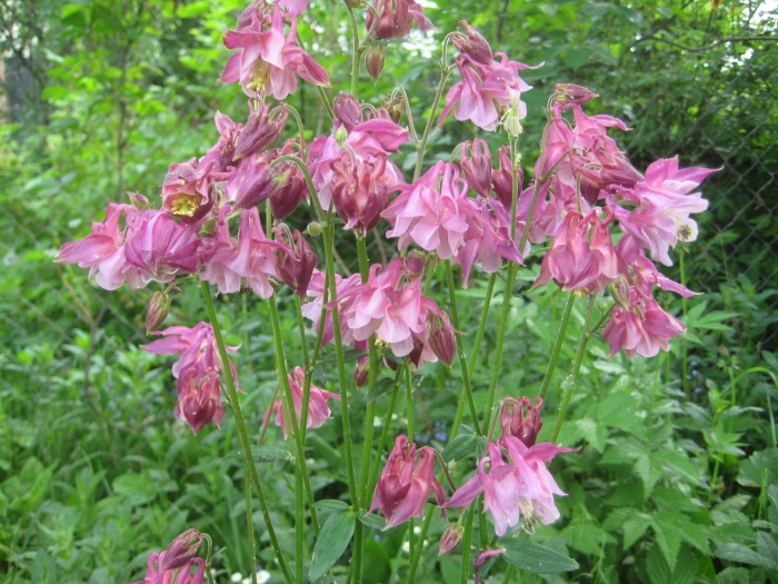 Аквилегия розовая