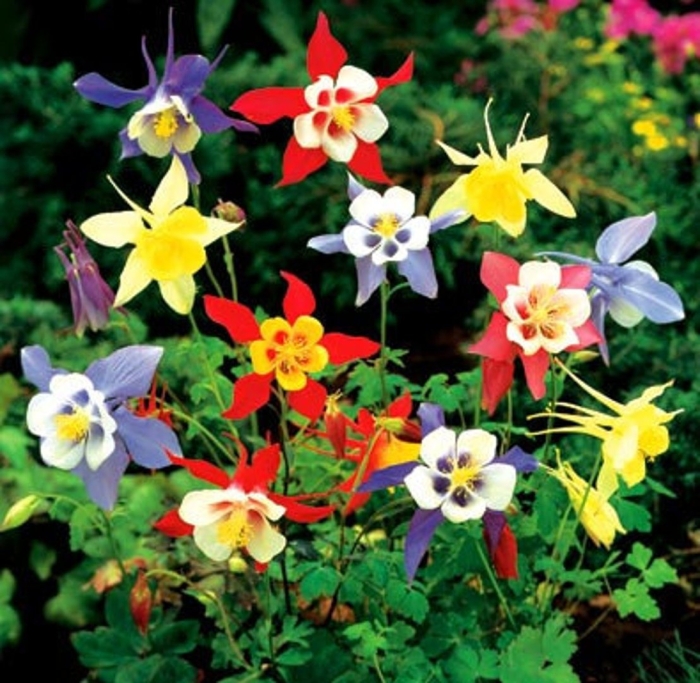 Аквилегия колумбина смесь