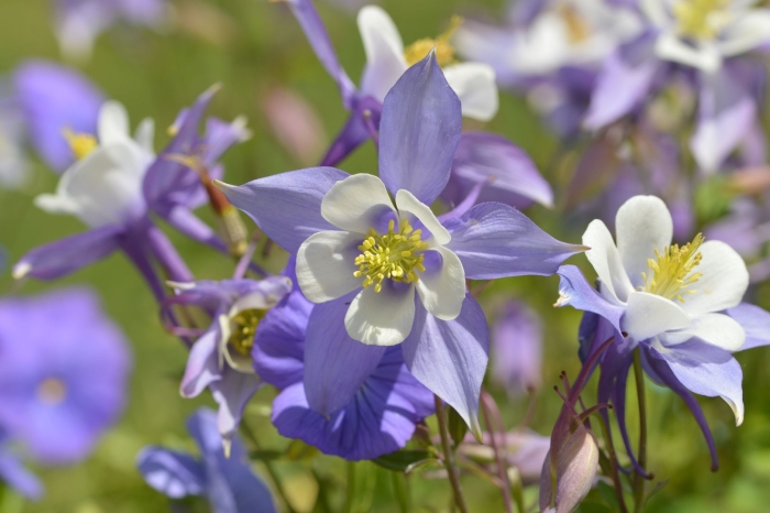 Аквилегия тауэр голубая