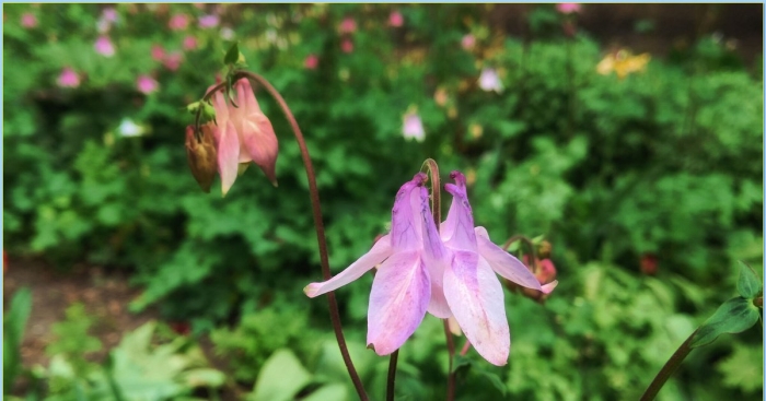 Водосбор обыкновенный