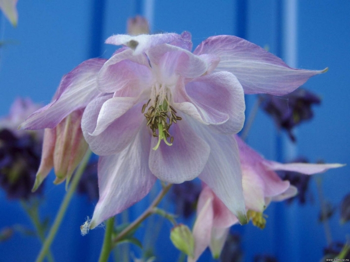 Аквилегия тауэр голубая