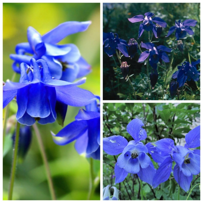 Аквилегия синяя
