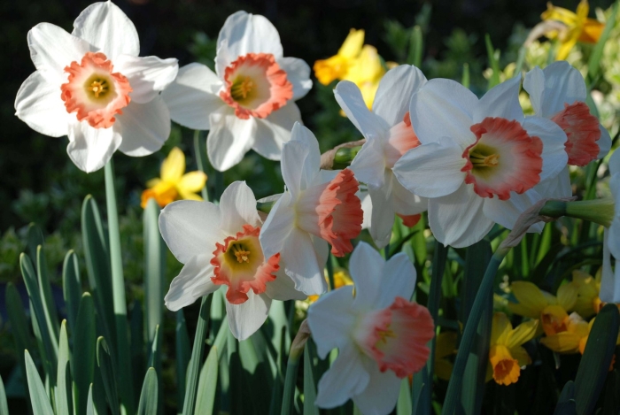 Нарцисс крупнокорончатый