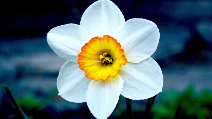 Нарцисс обыкновенный