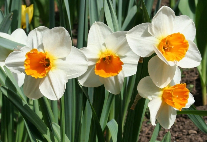 Нарцисс крупнокорончатый сорта