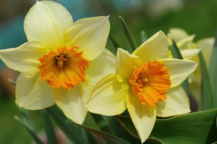 Нарцисс rosa trompete