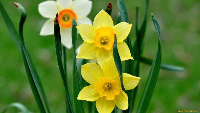 Нарцисс адонис