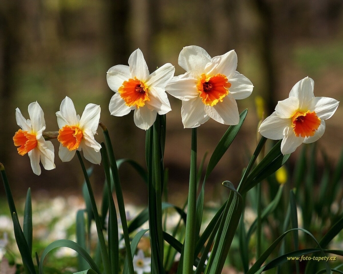 Нарцисс спринг сан
