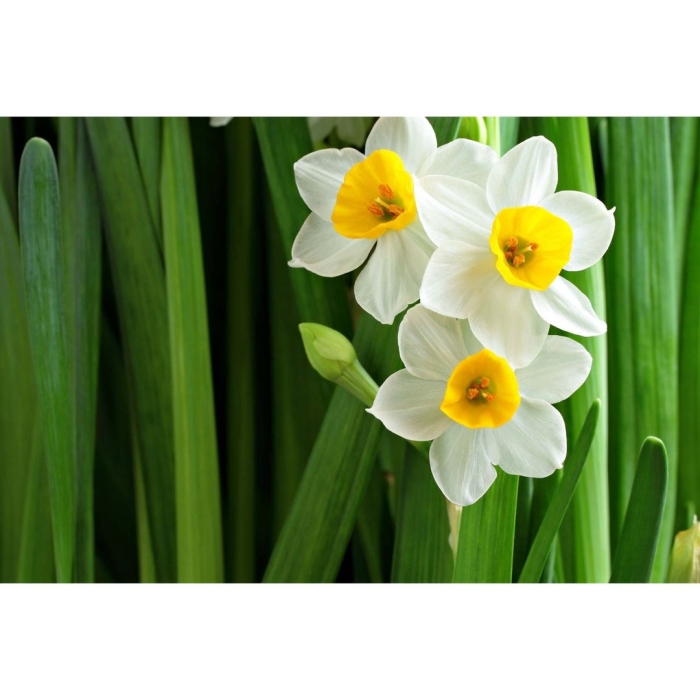 Нарцисс (narcissus)