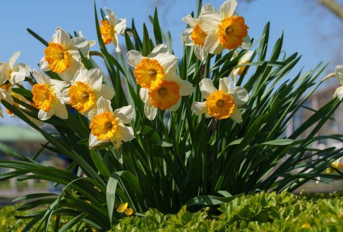 Нарцисс виды