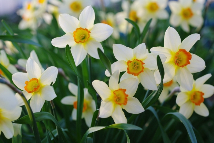 Нарцисс конфуоко