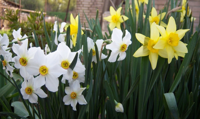 Нарцисс донау парк